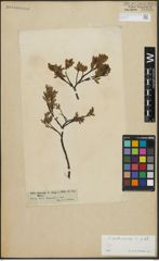 Foto von Salix arbuscula L.
